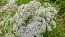 Valerian Seeds (Certified Organic)
