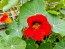 Nasturtium 'Fiesta Mix' Seeds (Certified Organic)