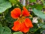 Nasturtium 'Fiesta Mix' Seeds (Certified Organic)