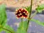 Zinnia 'Aztec Sunset Mix' Seeds (Certified Organic)