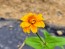 Zinnia 'Aztec Sunset Mix' Seeds (Certified Organic)