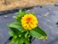 Zinnia 'Aztec Sunset Mix' Seeds (Certified Organic)