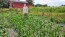 'Melinda's Mini Blue Popcorn' Corn Seeds