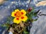 Marigold 'Jaguar' Seeds (Certified Organic)
