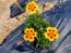 Marigold 'Jaguar' Seeds (Certified Organic)