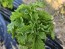 Basil 'Spicy Saber' Seeds (Certified Organic)