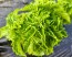 Basil 'Spicy Saber' Seeds (Certified Organic)