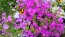 Garden Phlox Mix Seeds (Certified Organic)