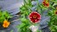 Zinnia 'Aztec Sunset Mix' Seeds (Certified Organic)