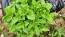 Basil 'Spicy Saber' Seeds (Certified Organic)