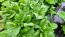 Basil 'Spicy Saber' Seeds (Certified Organic)