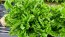 Basil 'Spicy Saber' Seeds (Certified Organic)