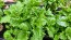 Basil 'Spicy Saber' Seeds (Certified Organic)