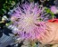 Basket Flower 'Pink' Seeds (Certified Organic)