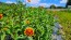 Zinnia 'Aztec Sunset Mix' Seeds (Certified Organic)
