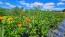 Zinnia 'Aztec Sunset Mix' Seeds (Certified Organic)