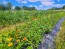 Zinnia 'Aztec Sunset Mix' Seeds (Certified Organic)