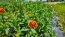 Zinnia 'Aztec Sunset Mix' Seeds (Certified Organic)
