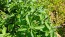 Basil 'Blue Spice' Seeds (Certified Organic)