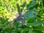 Basil 'Blue Spice' Seeds (Certified Organic)