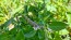 Basil 'Blue Spice' Seeds (Certified Organic)