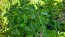 Basil 'Blue Spice' Seeds (Certified Organic)