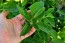 Basil 'Blue Spice' Seeds (Certified Organic)