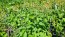 Basil 'Blue Spice' Seeds (Certified Organic)