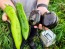 Bell Pepper 'Purple Beauty' Seeds (Certified Organic)