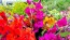 Gladiolus 'Plum Tart' Cormels - Shipping 2025 Spring - Harvested on our Farm - USDA Certified Organic