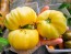 Tomato 'Ghost' Seeds (Certified Organic)