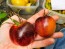Tomato 'Blue Smoke' Seeds (Certified Organic)