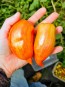 Tomato 'Bella' Seeds (Certified Organic)
