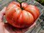 Dwarf Tomato 'Snakebite' Seeds (Certified Organic)