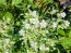 White Borage Seeds (Certified Organic)