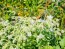 White Borage Seeds (Certified Organic)