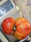 Dwarf Tomato 'Snakebite' Seeds (Certified Organic)