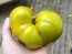 Dwarf Tomato 'Shamrock' Seeds (Certified Organic)