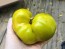 Dwarf Tomato 'Shamrock' Seeds (Certified Organic)