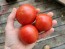 Tomato 'Ukrainian Ultra Early' Seeds (Certified Organic)