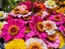 Zinnia 'Candy Mix' Seeds (Certified Organic)