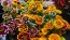 Zinnia 'Aztec Sunset Mix' Seeds (Certified Organic)