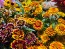 Zinnia 'Aztec Sunset Mix' Seeds (Certified Organic)