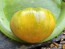 Tomato 'Azoychka' Seeds (Certified Organic)