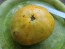 Tomato 'Azoychka' Seeds (Certified Organic)