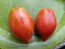 Tomato 'Ropreco Paste' Seeds (Certified Organic)
