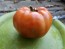 Tomato 'Italian Beefsteak' Seeds (Certified Organic)