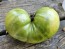 Tomato 'Green Giant' Seeds (Certified Organic)
