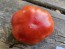 Tomato 'Super Marmande' Seeds (Certified Organic)