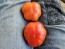 Tomato 'Super Marmande' Seeds (Certified Organic)
